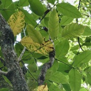 Polyscias repanda  Bois de papaye. araliaceae.endémique Réunion..jpeg
